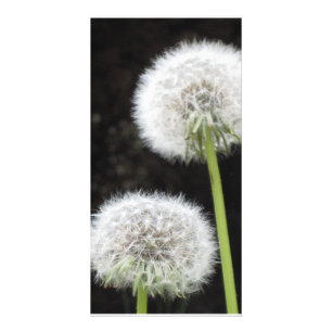 Photo Card - Dandelions