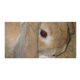 Photo Card - Lop Eared Dwarf Rabbit