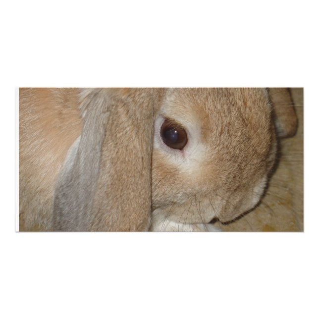 Photo Card - Lop Eared Dwarf Rabbit (Front)