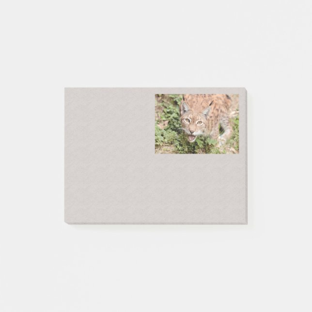 Photo cat , lynx , animals post-it notes (Front)