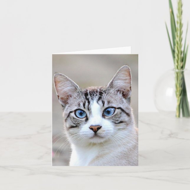 Photo cat , pet , animals . card (Front)