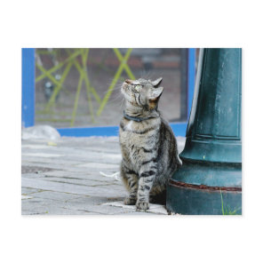 Photo cat , pet , animals . postcard