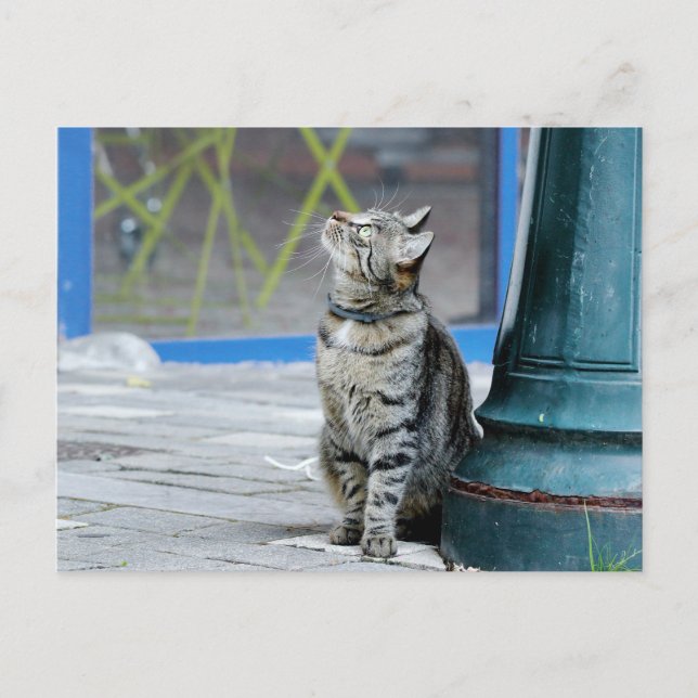 Photo cat , pet , animals . postcard (Front)