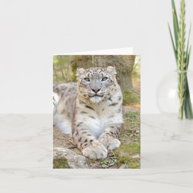 Photo csnow leopard , animals . card (Front)