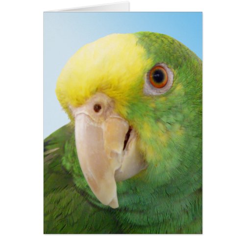 Photo Double Yellow Headed Amazon Parrot