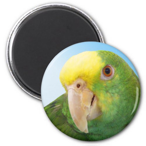 Photo Double Yellow Headed Amazon Parrot Magnet