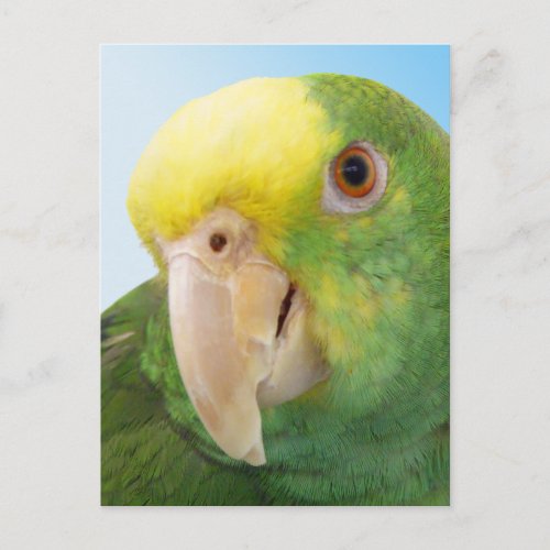 Photo Double Yellow Headed Amazon Parrot Postcard