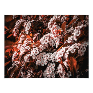 Photo elargement paper