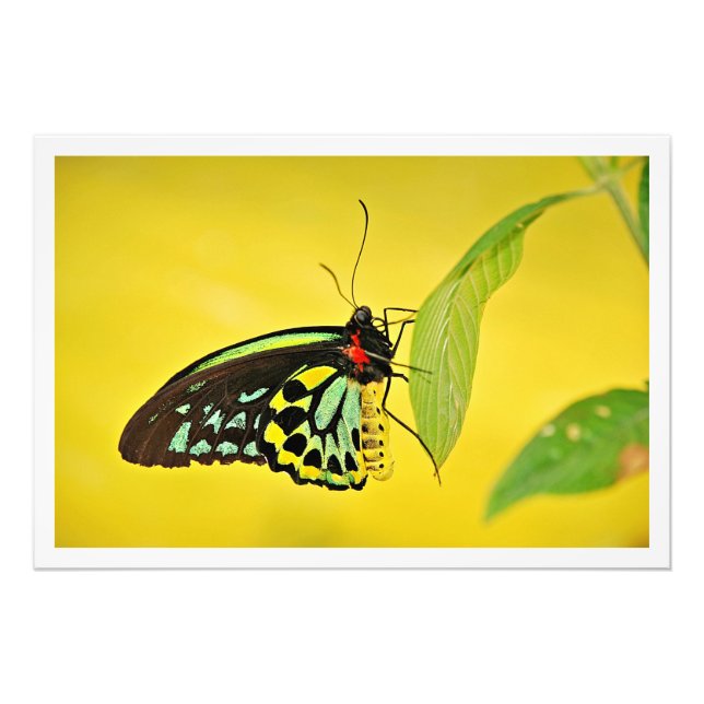 Photo Enlargement Print (Front)