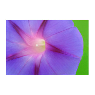 Photo Floral  Acrylic Print