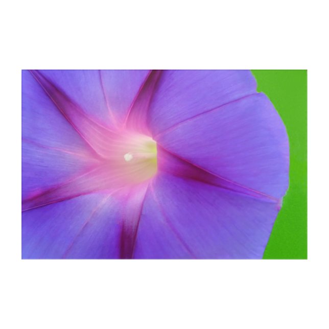 Photo Floral  Acrylic Print (Front)