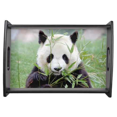 Photo giant panda  animals  serving tray