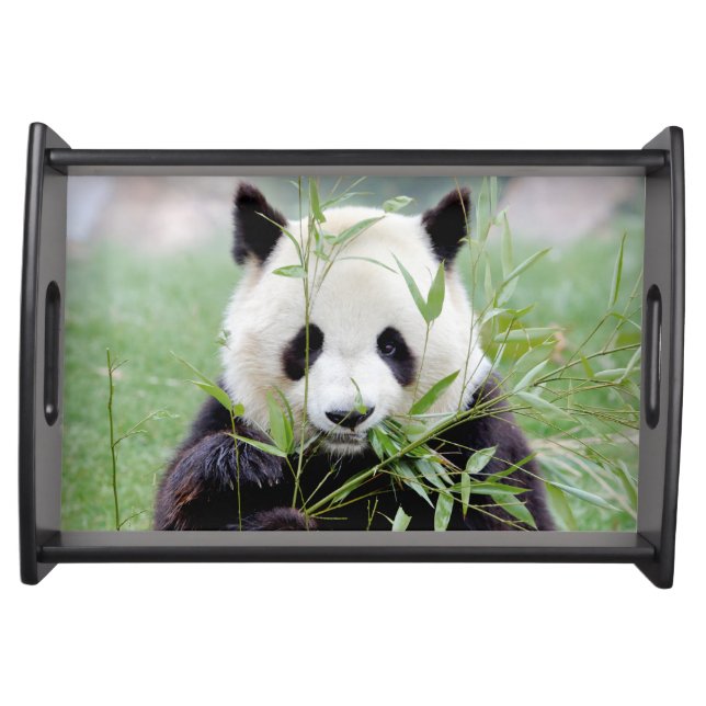 Photo giant panda , animals . serving tray (Front)