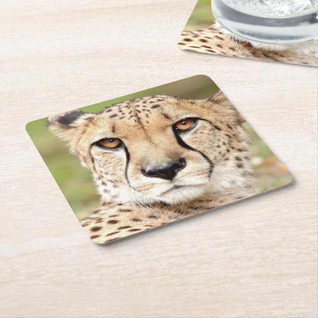 Photo guepard , cat , animals . square paper coaster (Angled)