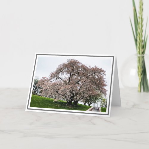 Photo Light Pink Cherry Tree With Petals on Ground Card