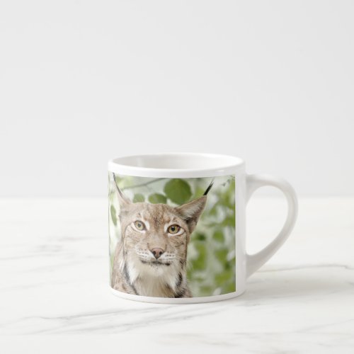 Photo lynx  cat  animals  espresso cup
