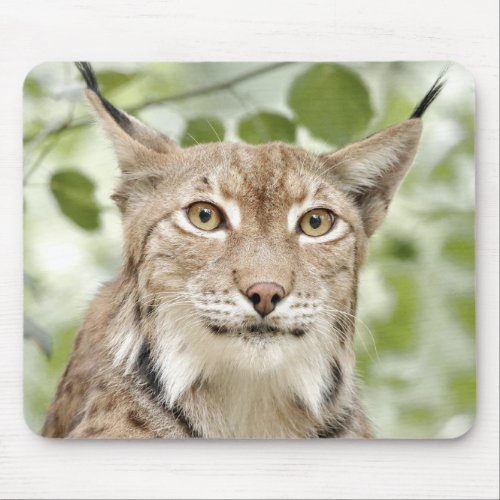 photo lynx cat animals  mouse pad