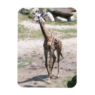 Photo of a baby giraffe walking in nature magnets