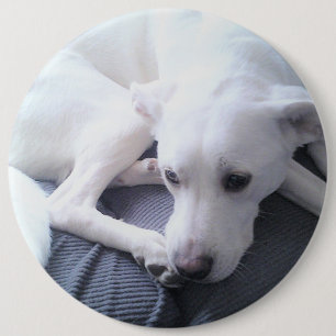 Photo of a Beautiful White Labrador Retriever Mix Button