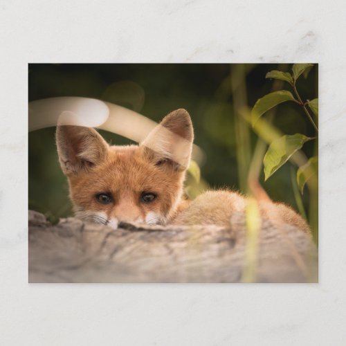 Photo of a Cute Little Fox Postcard