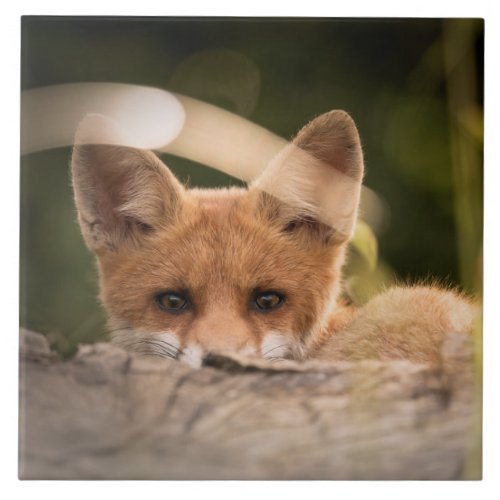 Photo of a Cute Little Orange Fox Ceramic Tile