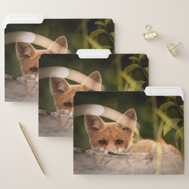 Photo of a Cute Little Orange Fox File Folder (Set)