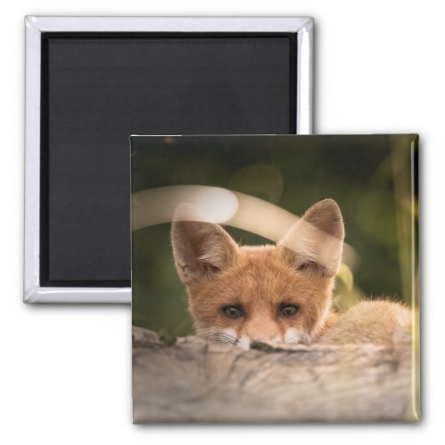 Photo of a Cute Little Orange Fox Magnet
