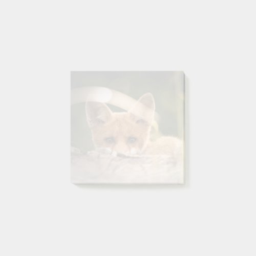 Photo of a Cute Little Orange Fox Post_it Notes