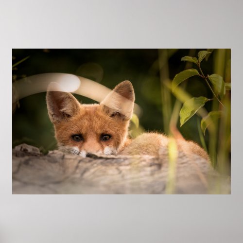 Photo of a Cute Little Orange Fox Poster