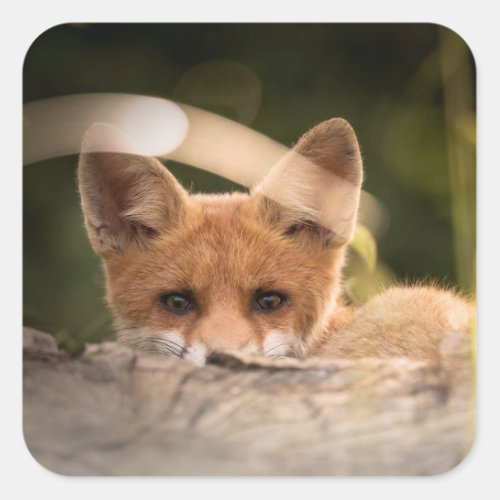 Photo of a Cute Little Orange Fox Square Sticker
