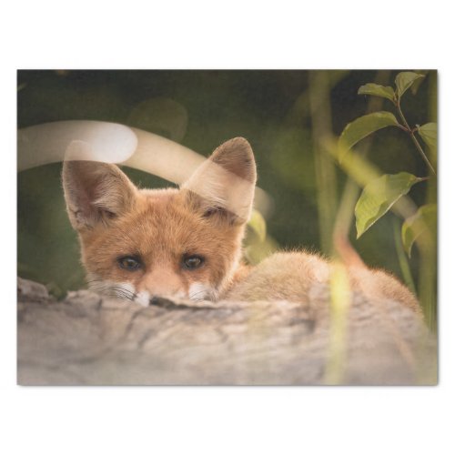 Photo of a Cute Little Orange Fox Tissue Paper