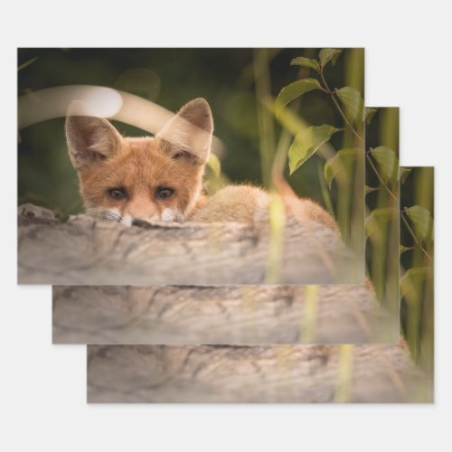 Photo of a Cute Little Orange Fox Wrapping Paper Sheets