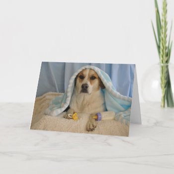 Photo Of A Dog As Baby Boy Card by PlaxtonDesigns at Zazzle