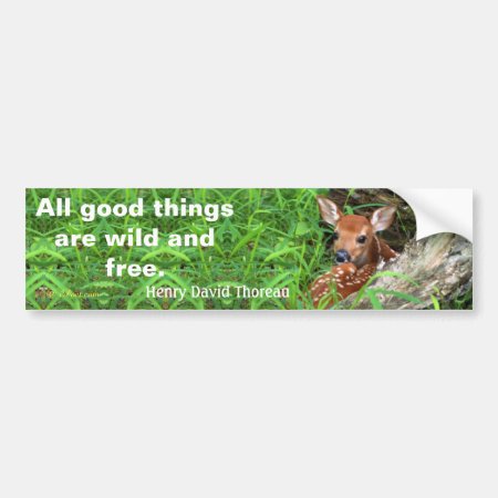 Photo Of A Fawn And A Quote By Thoreau - Bumper Sticker