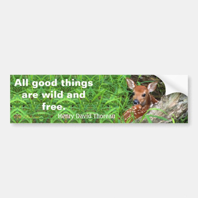 Photo of a fawn and a quote by Thoreau - Bumper Sticker (Front)
