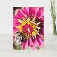 Photo of a Flower from New England Blank Greeting