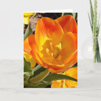 Photo of a Flower from New England Blank Greeting