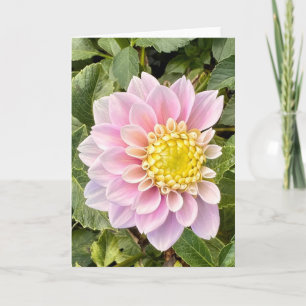Photo of a Flower from New England Blank Greeting Card