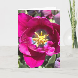 Photo of a Flower from New England Blank Greeting Card