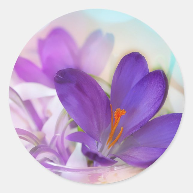 Photo of a Pretty Purple Spring Crocus Classic Round Sticker (Front)