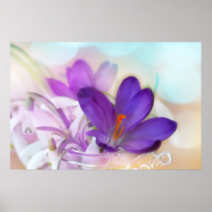 Photo of a Pretty Purple Spring Crocus Poster