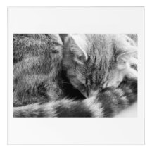 Photo of a sleeping cat