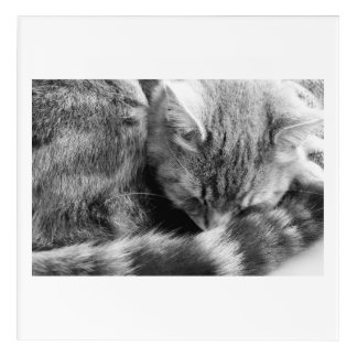 Photo of a sleeping cat acrylic print