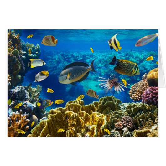 Photo of a tropical Fish on a coral reef (Front Horizontal)