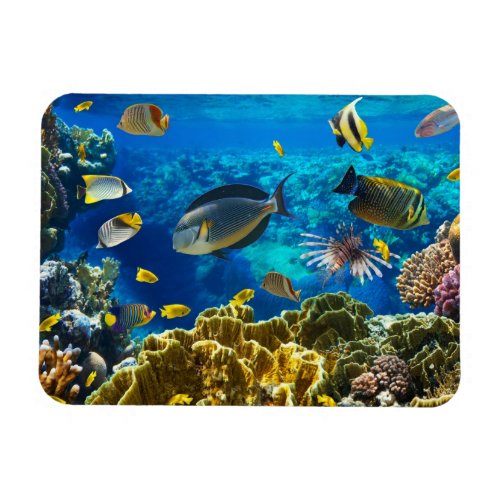 Photo of a tropical Fish on a coral reef Magnet