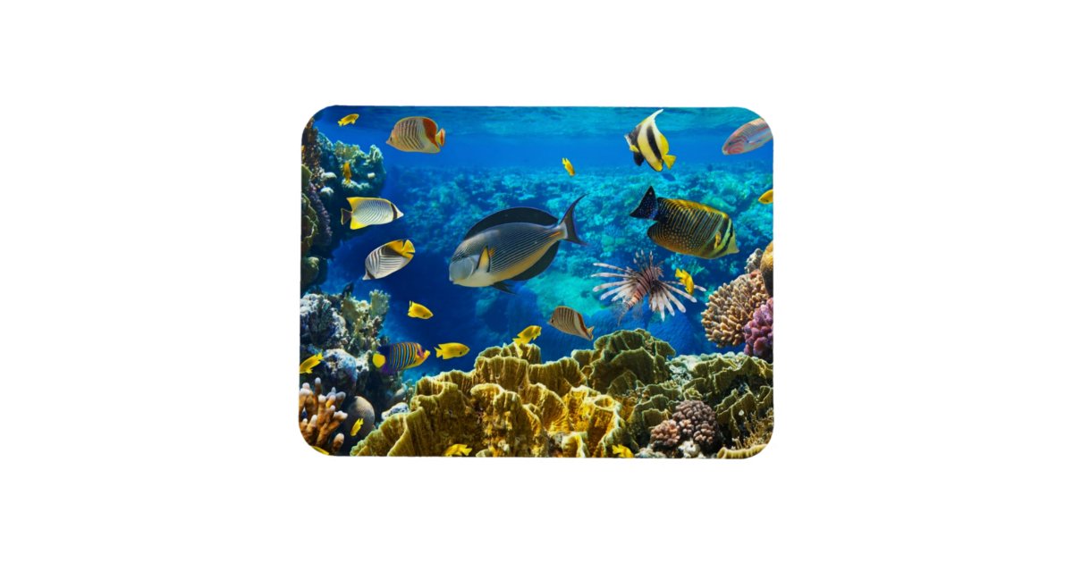 Photo of a tropical Fish on a coral reef Magnet | Zazzle