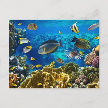 Photo Of A Tropical Fish On A Coral Reef Postcard by wildlifecollection at Zazzle