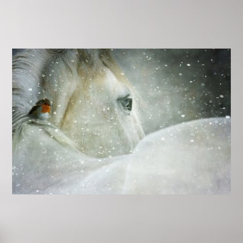 Photo of a White Horse and Bird in Winter Poster