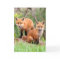 Photo of adorable red fox kits