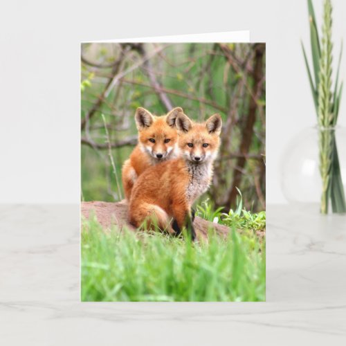 Photo of adorable red fox kits sitting together card